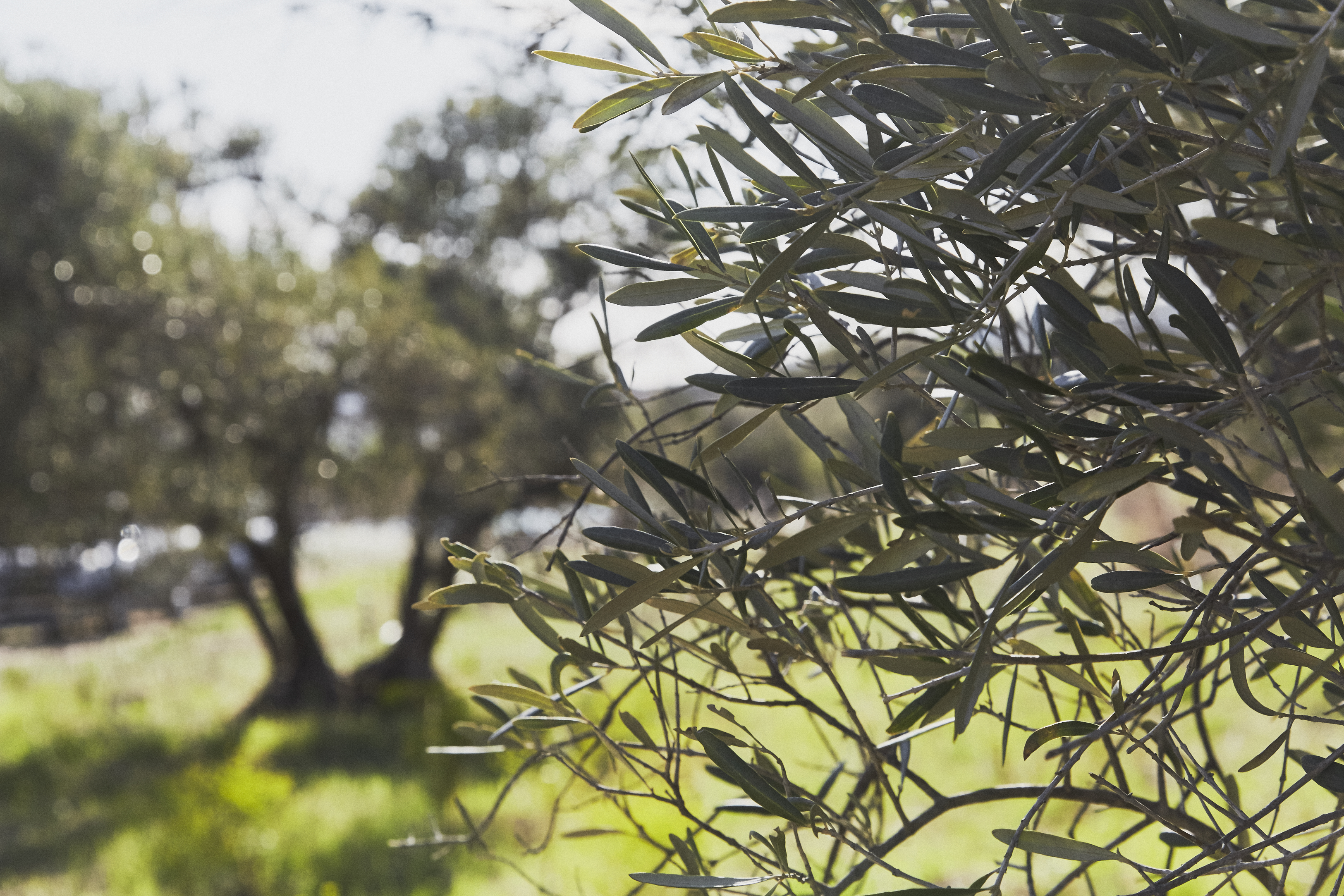 Huile d’olive en agriculture biologique